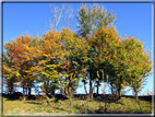 foto Alle pendici del Monte Grappa in Autunno